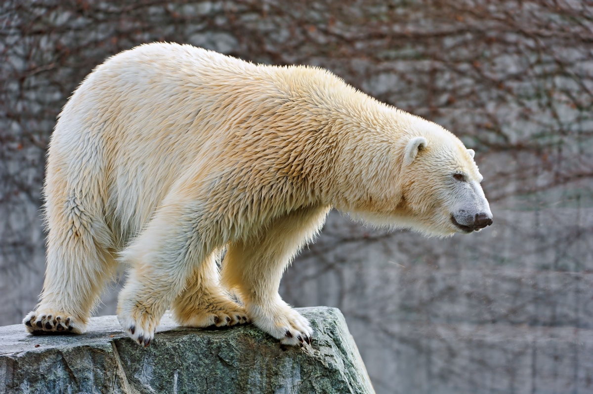Поздравления с днем полярного медведя